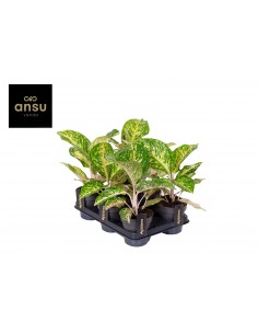 copy of Abelia Confetti Plant 2