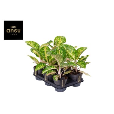 Vendita Pianta di Aglaonema Forest Pink-Piante Verdi|Mondo Piante