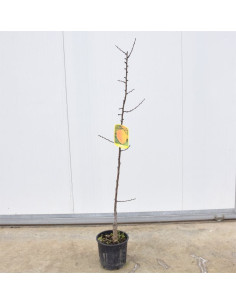Albero di Albicocco Goldrich 3 Anni | Mondo Piante 2