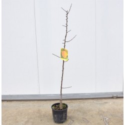 Goldrich apricot tree 2
