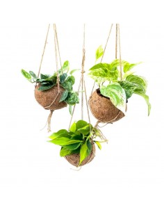 Pianta Scindapsus Mix...