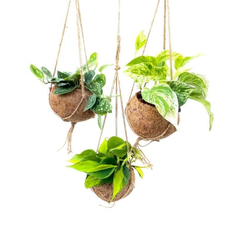 Vendita Pianta Scindapsus Mix Kokodama-Piante Verdi|Mondo Piante