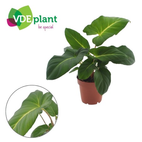 copy of Pianta Aeschynanthus marmoratus
