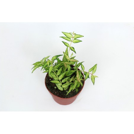 Aeonium Haworthii Plant for Sale-Succulent Plants|Mondo Piante