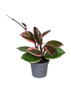 Pianta Hoya carnosa...