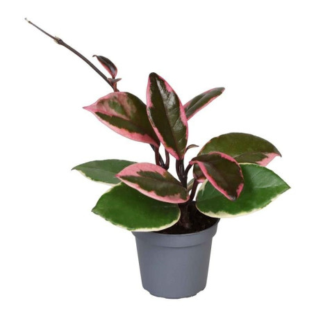 Vendita Pianta Hoya carnosa Tricolor Flamingo-Piante Verdi-Mondo Piante