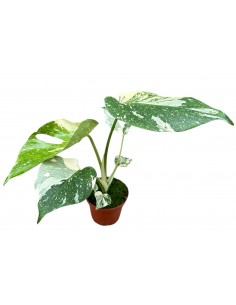 copy of Alocasia tree