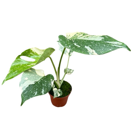 Sale of Alocasia Tree-Green Plants | World of Plants