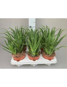 Pianta Aloe arborescens...