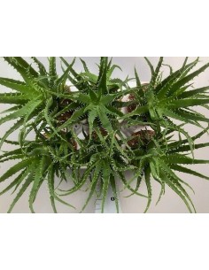 Pianta Aloe arborescens... 2