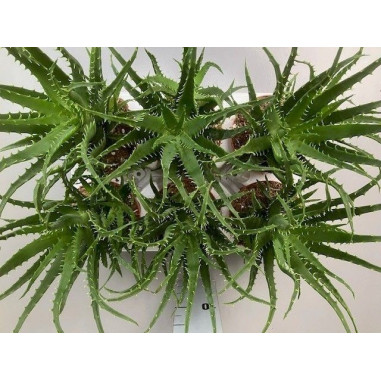 Aloe Vera Plant for Sale-Succulent Plants|Mondo Piante