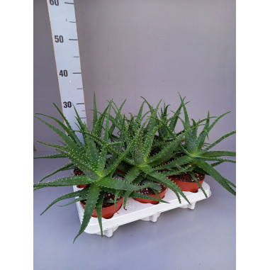 Vendita Pianta Aloe arborescens-Piante Grasse OnLine|Mondo Piante