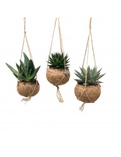 Pianta Aloe Kokedama Vaso 15cm