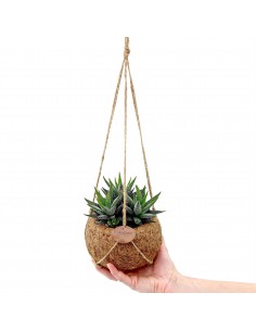Pianta Aloe Kokedama Vaso 15cm 2