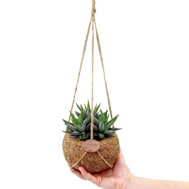 Vendita Piante di Aloe in Kokodama-Piante|Mondo Piante