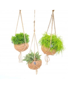 Pianta Rhipsalis Kokedama...