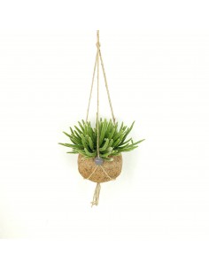 copy of Pianta... 2