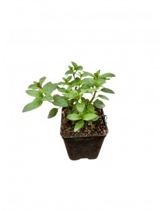 copy of Ice Mint Plant