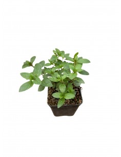 copy of Ice Mint Plant 2