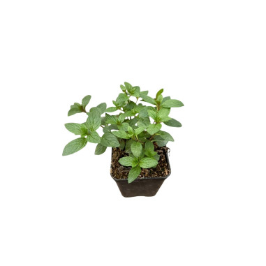 Pianta di Menta Svizzera in Vaso 7cm - Piante Aromatiche|Mondo Piante