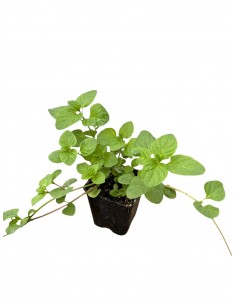 Ice Mint Plant