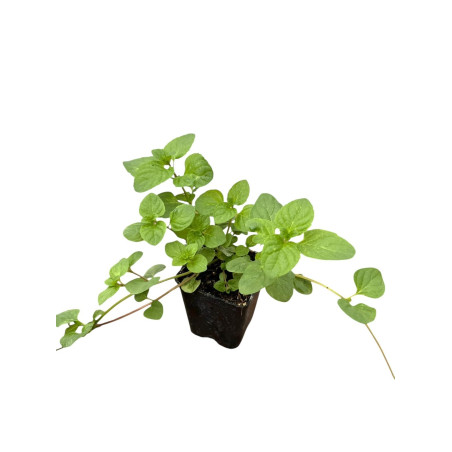 Kit 5 Piante Menta Ghiaccio Vaso 7 cm | Mondo Piante