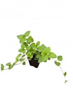 Ice Mint Plant 2