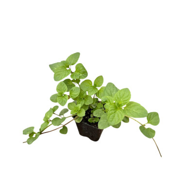 5 Piante di Menta Ghiaccio in Vaso 7cm-Piante Aromatiche| Mondo Piante