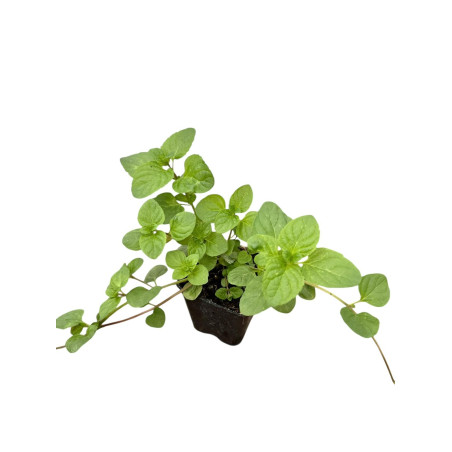 Kit 5 Piante Menta Ghiaccio Vaso 7 cm | Mondo Piante