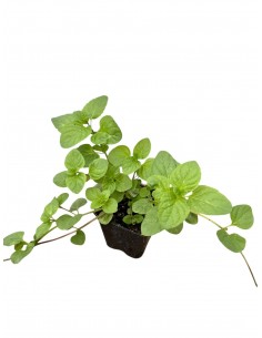 copy of Ice Mint Plant