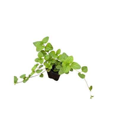 10 Piante di Menta Ghiaccio in Vaso 7cm-Piante Aromatiche|Mondo Piante