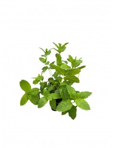 Pianta di Menta Piperita in...