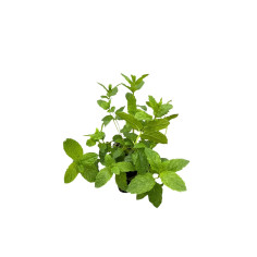 Pianta Menta Piperita Vaso 7 cm | Mondo Piante