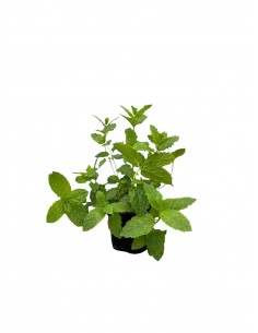Pianta di Menta Piperita in... 2