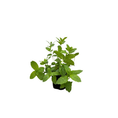 Pianta di Menta Piperita in Vaso 7cm-Piante Aromatiche| Mondo Piante
