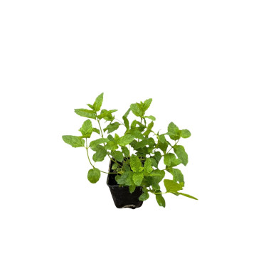 Pianta di Menta Piperita in Vaso 7cm-Piante Aromatiche| Mondo Piante