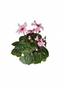 copy of Dipladenia Plant 2