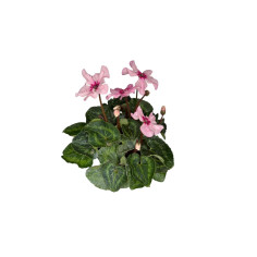 Pianta Ciclamino Mix Colori Vaso 14 cm | Mondo Piante 2