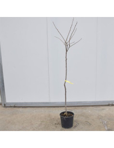Albero di Cachi Cioccolatino 3 Anni | Mondo Piante