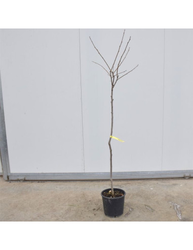 Albero di Cachi Cioccolatino 3 Anni | Mondo Piante