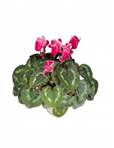 copy of Dipladenia Plant