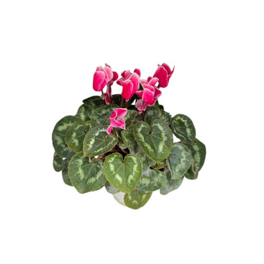 Vendita Pianta Ciclamino Vaso 12-Piante Ornamentali|Mondo Piante