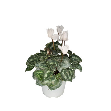 Vendita Pianta Ciclamino Vaso 12-Piante Ornamentali|Mondo Piante