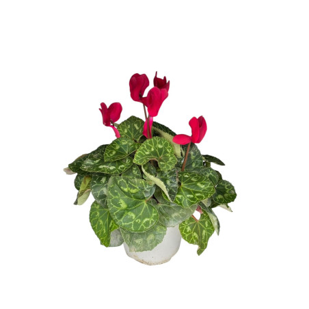 Pianta Ciclamino Mix Colori Vaso 14 cm | Mondo Piante