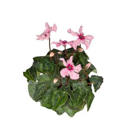 Pianta Ciclamino Mix Colori Vaso 14 cm | Mondo Piante
