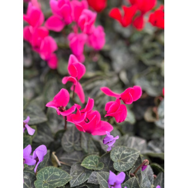 Pianta Ciclamino Mix Colori Vaso 14 cm | Mondo Piante