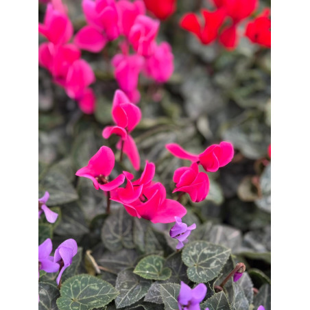 Pianta Ciclamino Mix Colori Vaso 14 cm | Mondo Piante
