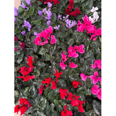 Pianta Ciclamino Mix Colori Vaso 14 cm | Mondo Piante