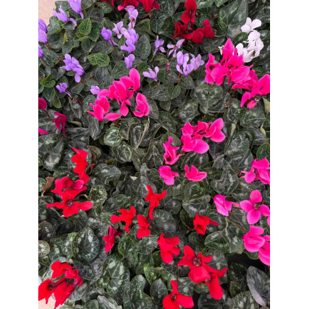 Pianta Ciclamino Mix Colori Vaso 14 cm | Mondo Piante