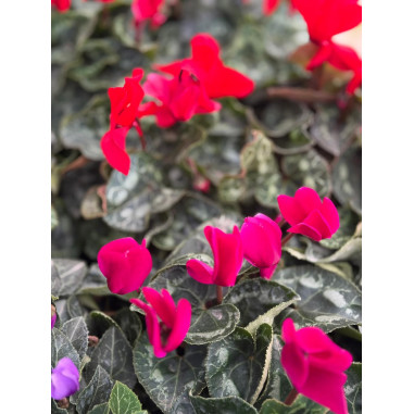 Pianta Ciclamino Mix Colori Vaso 14 cm | Mondo Piante